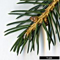 SpeciesSub: var. acicularis